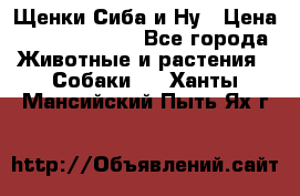 Щенки Сиба и Ну › Цена ­ 35000-85000 - Все города Животные и растения » Собаки   . Ханты-Мансийский,Пыть-Ях г.